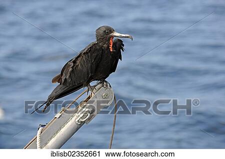 "Magnificent Frigatebird (Fregata magnificens) perched on a boat crane, Santa Cruz Island, Galapagos Archipelago, UNESCO World Natural Heritage Site, Ecuador, South America" View Large Photo Image Stock Image - "Magnificent Frigatebird (Fregata magnificens) perched on a boat crane, Santa Cruz Island, Galapagos Archipelago, UNESCO World Natural Heritage Site, Ecuador, South America". Fotosearch