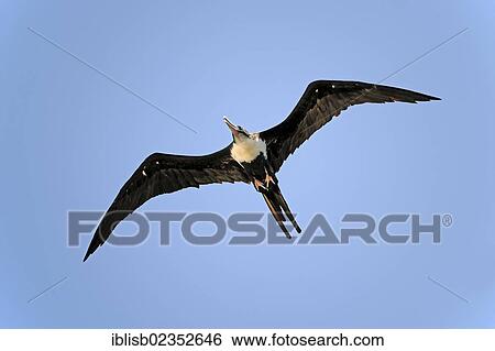 "Magnificent Frigatebird (Fregata magnificens), Genovesa Island, Galapagos Islands, UNESCO World Natural Heritage Site, Ecuador, South America" View Large Photo Image Stock Photograph - "Magnificent Frigatebird (Fregata magnificens), Genovesa Island, Galapagos Islands, UNESCO World Natural Heritage Site, Ecuador, South America". Fotosearch