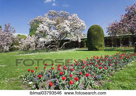 "Magnolia blossom in the Moorish Garden, Wilhelma, Stuttgart, Baden-Wurttemberg, Germany, Europe" View Large Photo Image Stock Photograph - "Magnolia blossom in the Moorish Garden, Wilhelma, Stuttgart, Baden-Wurttemberg, Germany, Europe". Fotosearch