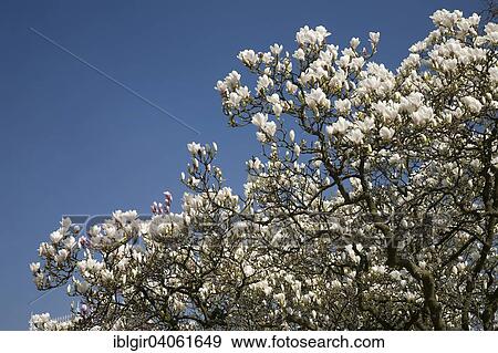 "Magnolia (Magnolia spec. ), in full bloom" View Large Photo Image Stock Photo - "Magnolia (Magnolia spec. ), in full bloom". Fotosearch