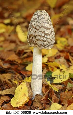 "Magpie Ink Cap (Coprinus picaceus), North Rhine-Westphalia, Germany, Europe" View Large Photo Image Stock Photograph - "Magpie Ink Cap (Coprinus picaceus), North Rhine-Westphalia, Germany, Europe". Fotosearch