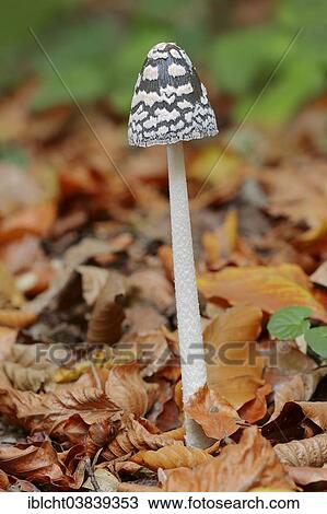 Stock Image - "Magpie Inkcap (Coprinus picaceus), North Rhine-Westphalia, Germany, Europe". Fotosearch