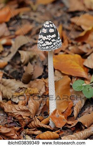 "Magpie Inkcap (Coprinus picaceus), North Rhine-Westphalia, Germany, Europe" View Large Photo Image Stock Photo - "Magpie Inkcap (Coprinus picaceus), North Rhine-Westphalia, Germany, Europe". Fotosearch