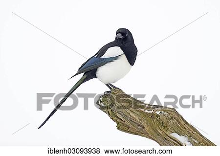 "Magpie (Pica pica), Haren, Emsland, Lower Saxony, Germany, Europe" View Large Photo Image Stock Photo - "Magpie (Pica pica), Haren, Emsland, Lower Saxony, Germany, Europe". Fotosearch