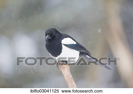 "Magpie (Pica pica), Offheim, Limburg an der Lahn, Hesse, Germany, Europe" View Large Photo Image Stock Photography - "Magpie (Pica pica), Offheim, Limburg an der Lahn, Hesse, Germany, Europe". Fotosearch