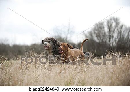 Magyar Vizsla and a mixed-breed dog running across a meadow View Large Photo Image Stock Photo - Magyar Vizsla and a mixed-breed dog running across a meadow. Fotosearch