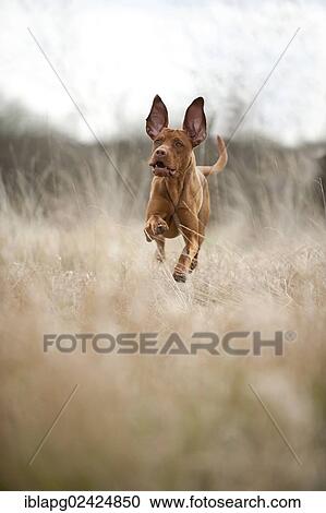 Magyar Vizsla dog jumping on a meadow View Large Photo Image Stock Image - Magyar Vizsla dog jumping on a meadow. Fotosearch
