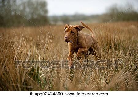 Magyar Vizsla dog jumping on a meadow View Large Photo Image Stock Image - Magyar Vizsla dog jumping on a meadow. Fotosearch