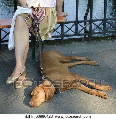 "Magyar Vizsla, dog on a leash, lying on an asphalt path, dog owner sitting next to the dog on a bench, Germany, Europe" View Large Photo Image Stock Image - "Magyar Vizsla, dog on a leash, lying on an asphalt path, dog owner sitting next to the dog on a bench, Germany, Europe". Fotosearch
