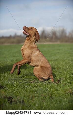 Magyar Vizsla dog on a meadow View Large Photo Image Stock Image - Magyar Vizsla dog on a meadow. Fotosearch