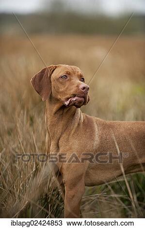 Magyar Vizsla dog on a meadow View Large Photo Image Stock Image - Magyar Vizsla dog on a meadow. Fotosearch