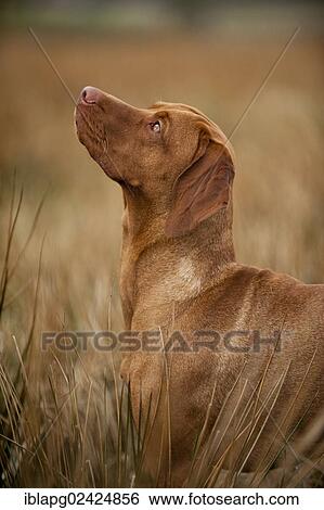 Magyar Vizsla dog on a meadow View Large Photo Image Stock Photograph - Magyar Vizsla dog on a meadow. Fotosearch