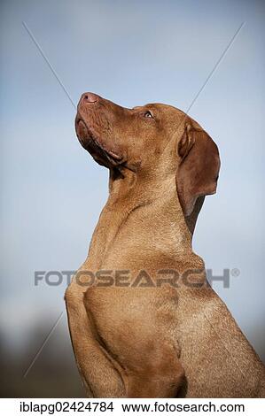 Magyar Vizsla dog, portrait View Large Photo Image Picture - Magyar Vizsla dog, portrait. Fotosearch