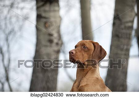 Magyar Vizsla dog, portrait View Large Photo Image Stock Image - Magyar Vizsla dog, portrait. Fotosearch