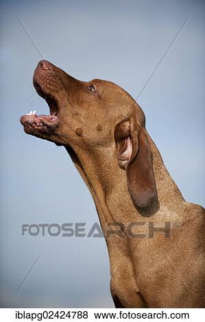 Stock Photo - Magyar Vizsla dog, portrait. Fotosearch