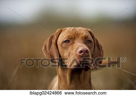 Magyar Vizsla dog, portrait View Large Photo Image Stock Photograph - Magyar Vizsla dog, portrait. Fotosearch