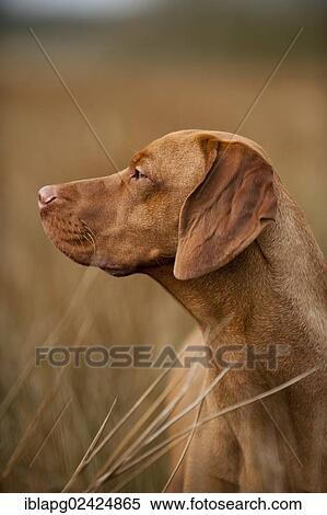 Magyar Vizsla dog, portrait View Large Photo Image Stock Photography - Magyar Vizsla dog, portrait. Fotosearch