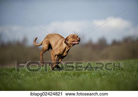 Magyar Vizsla dog running across a meadow View Large Photo Image Stock Image - Magyar Vizsla dog running across a meadow. Fotosearch