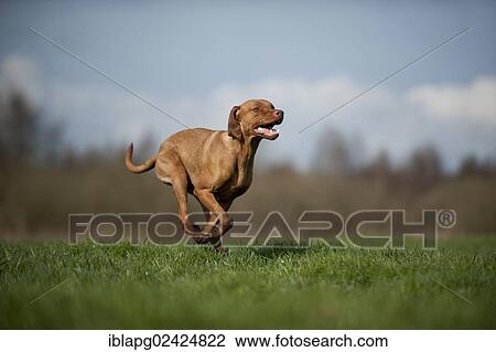 Magyar Vizsla dog running across a meadow View Large Photo Image Stock Image - Magyar Vizsla dog running across a meadow. Fotosearch