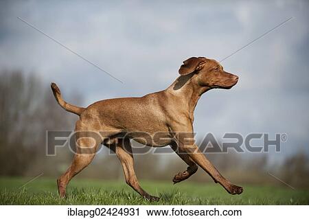 Magyar Vizsla dog running across a meadow View Large Photo Image Stock Image - Magyar Vizsla dog running across a meadow. Fotosearch