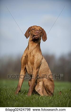 Magyar Vizsla dog sitting on a meadow View Large Photo Image Stock Photo - Magyar Vizsla dog sitting on a meadow. Fotosearch