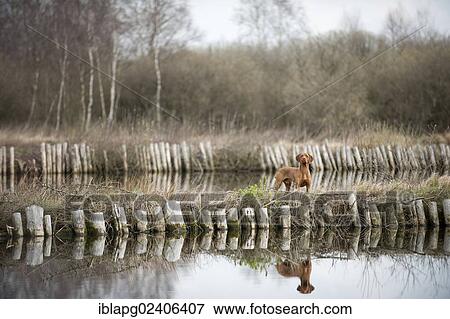 Magyar Vizsla dog standing beside a pond View Large Photo Image Stock Photo - Magyar Vizsla dog standing beside a pond. Fotosearch