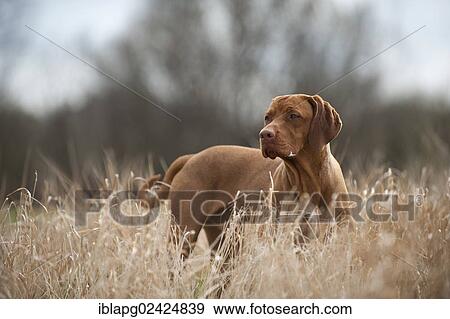 Magyar Vizsla dog standing in a meadow View Large Photo Image Stock Photo - Magyar Vizsla dog standing in a meadow. Fotosearch