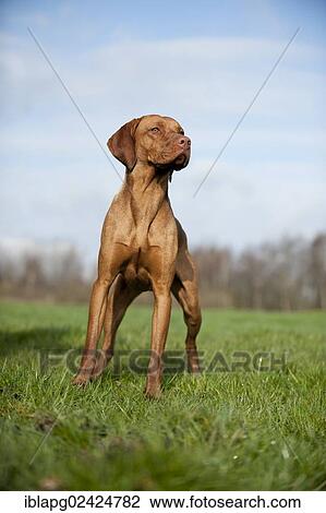 Magyar Vizsla dog standing on a meadow View Large Photo Image Stock Image - Magyar Vizsla dog standing on a meadow. Fotosearch