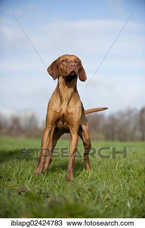 Magyar Vizsla dog standing on a meadow View Large Photo Image Stock Image - Magyar Vizsla dog standing on a meadow. Fotosearch
