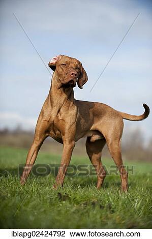 Magyar Vizsla dog standing on a meadow View Large Photo Image Stock Image - Magyar Vizsla dog standing on a meadow. Fotosearch