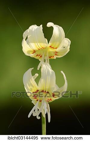 "Mahogany fawn lily, coast fawn lily or pink fawn lily (Erythronium californicum White Beauty), North Rhine-Westphalia, Germany, Europe" View Large Photo Image Stock Photography - "Mahogany fawn lily, coast fawn lily or pink fawn lily (Erythronium californicum White Beauty), North Rhine-Westphalia, Germany, Europe". Fotosearch