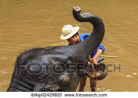 "Mahout cleaning a elephant in a river, Chiang Mai, Thailand, Asia" View Large Photo Image Stock Image - "Mahout cleaning a elephant in a river, Chiang Mai, Thailand, Asia". Fotosearch