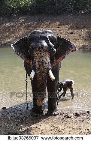 "Mahout cleaning an Asian Elephant (Elephas maximus), Kappukadu Elephant Rehabilitation Centre, as long as the stick remains on the front foot, the elephant is not moving, Kottur, Kerala, India, Asia" View Large Photo Image Stock Photo - "Mahout cleaning an Asian Elephant (Elephas maximus), Kappukadu Elephant Rehabilitation Centre, as long as the stick remains on the front foot, the elephant is not moving, Kottur, Kerala, India, Asia". Fotosearch