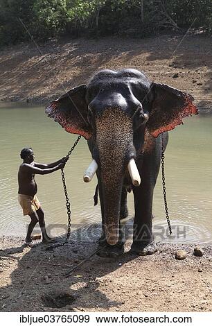 Stock Photo - "Mahout cleaning an Asian Elephant (Elephas maximus), Kappukadu Elephant Rehabilitation Centre, as long as the stick remains on the front foot, the elephant is not moving, Kottur, Kerala, India, Asia". Fotosearch