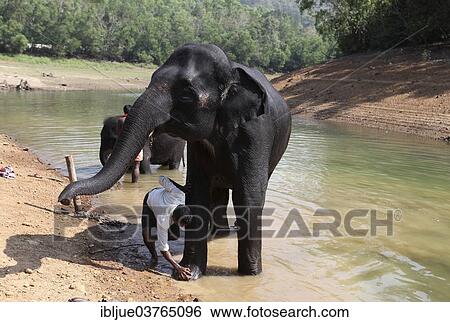 "Mahout cleaning an Asian Elephant (Elephas maximus), Kappukadu Elephant Rehabilitation Centre, Kottur, Kerala, India, Asia" View Large Photo Image Stock Photograph - "Mahout cleaning an Asian Elephant (Elephas maximus), Kappukadu Elephant Rehabilitation Centre, Kottur, Kerala, India, Asia". Fotosearch