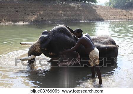 "Mahout cleaning an Asian Elephant (Elephas maximus), Kappukadu Elephant Rehabilitation Centre, Kottur, Kerala, India, Asia" View Large Photo Image Stock Photography - "Mahout cleaning an Asian Elephant (Elephas maximus), Kappukadu Elephant Rehabilitation Centre, Kottur, Kerala, India, Asia". Fotosearch