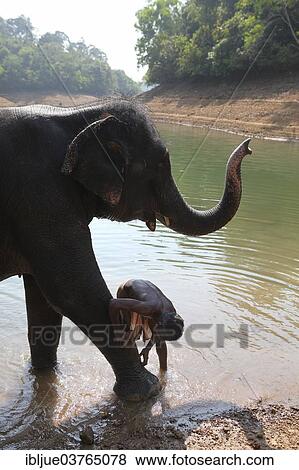 "Mahout cleaning an Asian Elephant's leg (Elephas maximus), Kappukadu Elephant Rehabilitation Centre, Kottur, Kerala, India, Asia" View Large Photo Image Stock Photo - "Mahout cleaning an Asian Elephant's leg (Elephas maximus), Kappukadu Elephant Rehabilitation Centre, Kottur, Kerala, India, Asia". Fotosearch