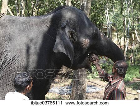 "Mahout feeding an Asian Elephant (Elephas maximus), Kappukadu Elephant Rehabilitation Centre, Kottur, Kerala, India, Asia" View Large Photo Image Stock Image - "Mahout feeding an Asian Elephant (Elephas maximus), Kappukadu Elephant Rehabilitation Centre, Kottur, Kerala, India, Asia". Fotosearch