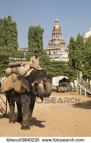 "Mahout riding an Indian elephant, Mysore Palace, Mysore, Karnataka, India, Asia" View Large Photo Image Stock Image - "Mahout riding an Indian elephant, Mysore Palace, Mysore, Karnataka, India, Asia". Fotosearch
