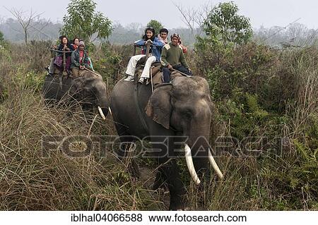 "Mahouts and Asian tourists riding elephants in the Chitwan National Park, near Sauraha, Nepal, Asia" View Large Photo Image Stock Photo - "Mahouts and Asian tourists riding elephants in the Chitwan National Park, near Sauraha, Nepal, Asia". Fotosearch