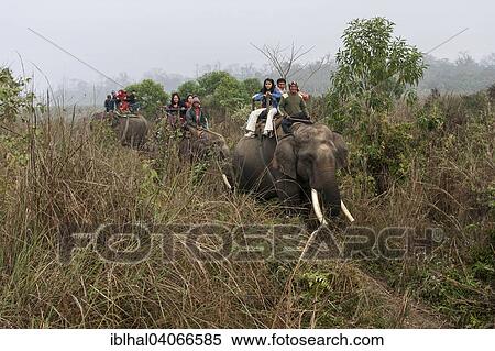 "Mahouts and Asian tourists riding elephants in the Chitwan National Park, near Sauraha, Nepal, Asia" View Large Photo Image Stock Photography - "Mahouts and Asian tourists riding elephants in the Chitwan National Park, near Sauraha, Nepal, Asia". Fotosearch