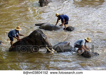 "Mahouts bathing their Asian or Asiatic Elephants (Elephas maximus) in the Mae Tang River, Maetaman Elephant Camp, Chiang Mai Province, Northern Thailand, Thailand, Asia" View Large Photo Image Stock Image - "Mahouts bathing their Asian or Asiatic Elephants (Elephas maximus) in the Mae Tang River, Maetaman Elephant Camp, Chiang Mai Province, Northern Thailand, Thailand, Asia". Fotosearch