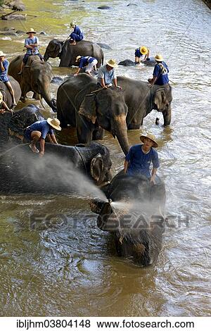 "Mahouts bathing their Asian or Asiatic Elephants (Elephas maximus) in the Mae Tang River, Maetaman Elephant Camp, Chiang Mai Province, Northern Thailand, Thailand, Asia" View Large Photo Image Stock Photo - "Mahouts bathing their Asian or Asiatic Elephants (Elephas maximus) in the Mae Tang River, Maetaman Elephant Camp, Chiang Mai Province, Northern Thailand, Thailand, Asia". Fotosearch
