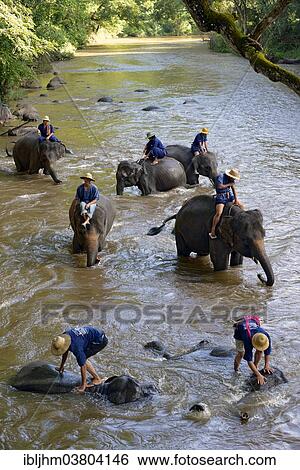 "Mahouts bathing their Asian or Asiatic Elephants (Elephas maximus) in the Mae Tang River, Maetaman Elephant Camp, Chiang Mai Province, Northern Thailand, Thailand, Asia" View Large Photo Image Stock Photograph - "Mahouts bathing their Asian or Asiatic Elephants (Elephas maximus) in the Mae Tang River, Maetaman Elephant Camp, Chiang Mai Province, Northern Thailand, Thailand, Asia". Fotosearch