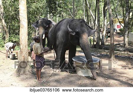 "Mahouts feeding Asian Elephants (Elephas maximus), Kappukadu Elephant Rehabilitation Centre, Kottur, Kerala, India, Asia" View Large Photo Image Stock Photograph - "Mahouts feeding Asian Elephants (Elephas maximus), Kappukadu Elephant Rehabilitation Centre, Kottur, Kerala, India, Asia". Fotosearch