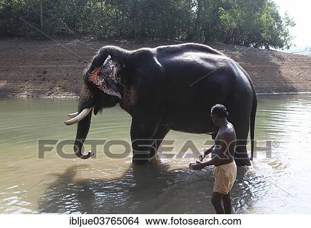 Picture - "Mahut with an Asian Elephant (Elephas maximus), Kappukadu Elephant Rehabilitation Centre, Kottur, Kerala, India, Asia". Fotosearch