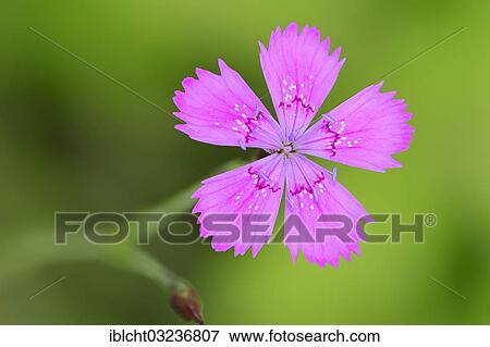 "Maiden pink, Dianthus (Dianthus deltoides), flowering, North Rhine-Westphalia, Germany, Europe" View Large Photo Image Stock Photo - "Maiden pink, Dianthus (Dianthus deltoides), flowering, North Rhine-Westphalia, Germany, Europe". Fotosearch