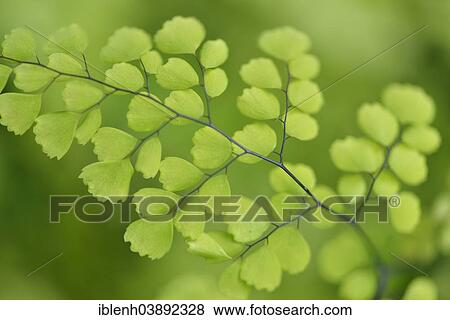 Stock Photo - "Maidenhair fern (Adiantum venustum), Emsland, Lower Saxony, Germany, Europe". Fotosearch