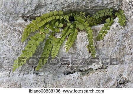 "maidenhair spleenwort (Asplenium trichomanes), Tyrol, Austria, Europe" View Large Photo Image Stock Photograph - "maidenhair spleenwort (Asplenium trichomanes), Tyrol, Austria, Europe". Fotosearch