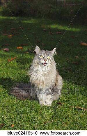 Maine Coon American Longhair Cat Basking In A Garden Stock Image